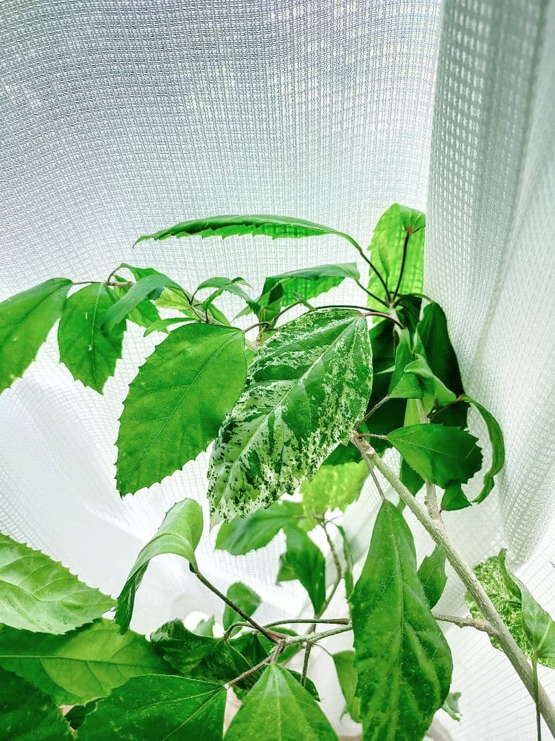 激レア❗️【手渡し・配送は要相談】斑入り観葉植物 フィカス・アスペラ・パーセリー