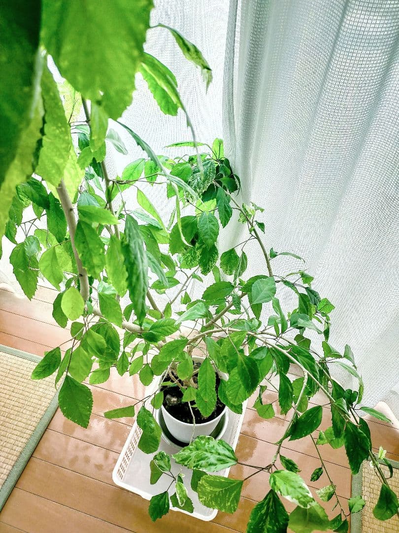 激レア❗️【手渡し・配送は要相談】斑入り観葉植物 フィカス・アスペラ・パーセリー