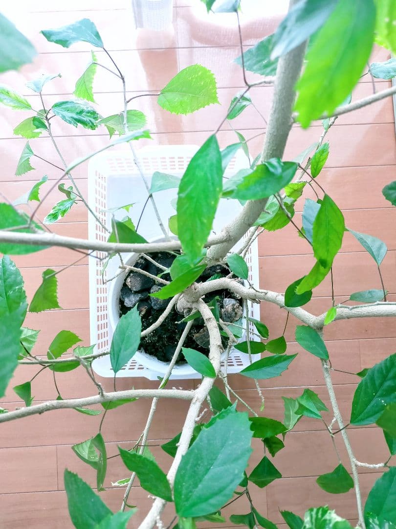 激レア❗️【手渡し・配送は要相談】斑入り観葉植物 フィカス・アスペラ・パーセリー