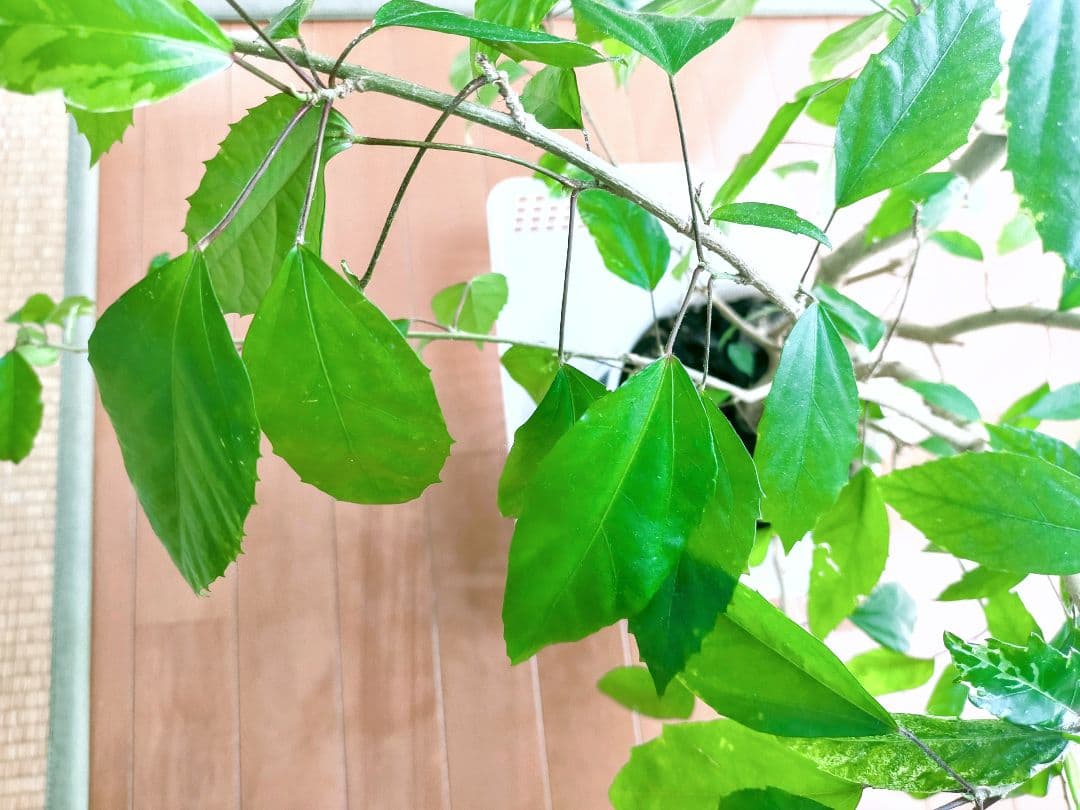 激レア❗️【手渡し・配送は要相談】斑入り観葉植物 フィカス・アスペラ・パーセリー