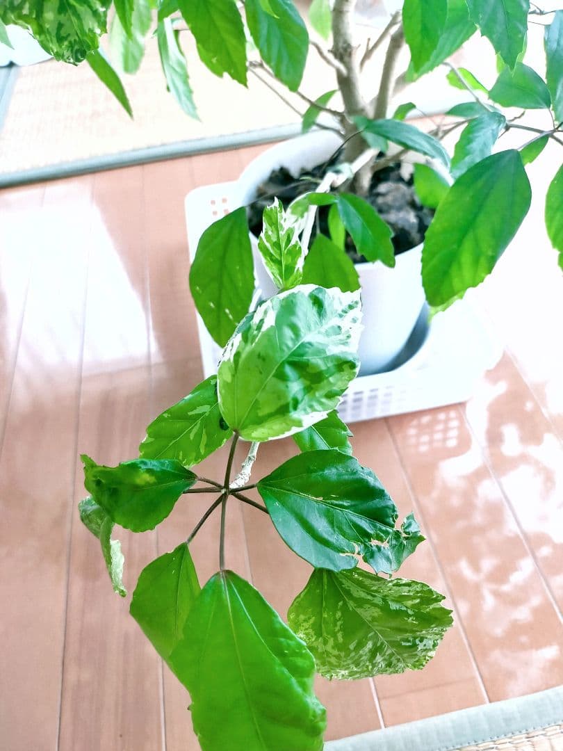 激レア❗️【手渡し・配送は要相談】斑入り観葉植物 フィカス・アスペラ・パーセリー