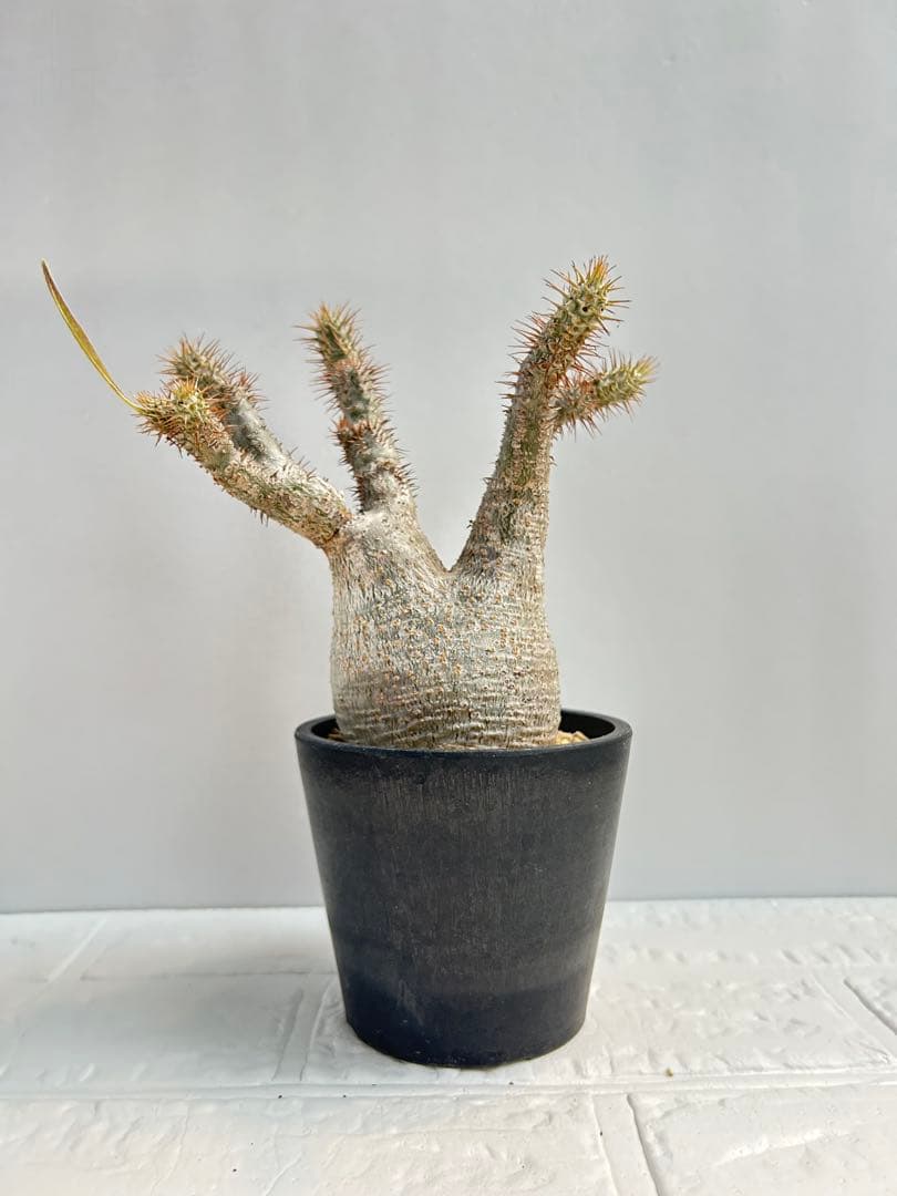 パキポディウム・グラキリス(現地球、発根済み)