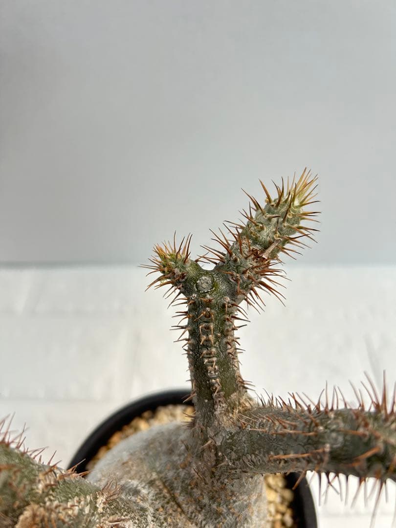 パキポディウム・グラキリス(現地球、発根済み)