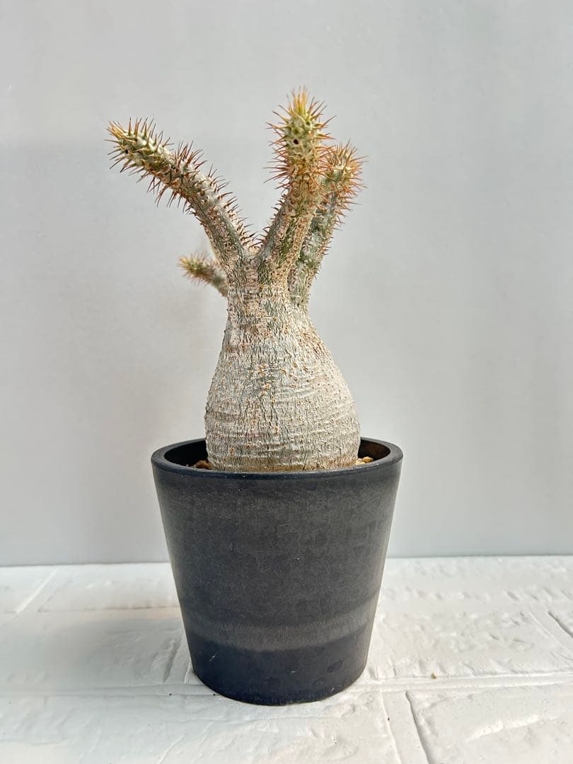 パキポディウム・グラキリス(現地球、発根済み)