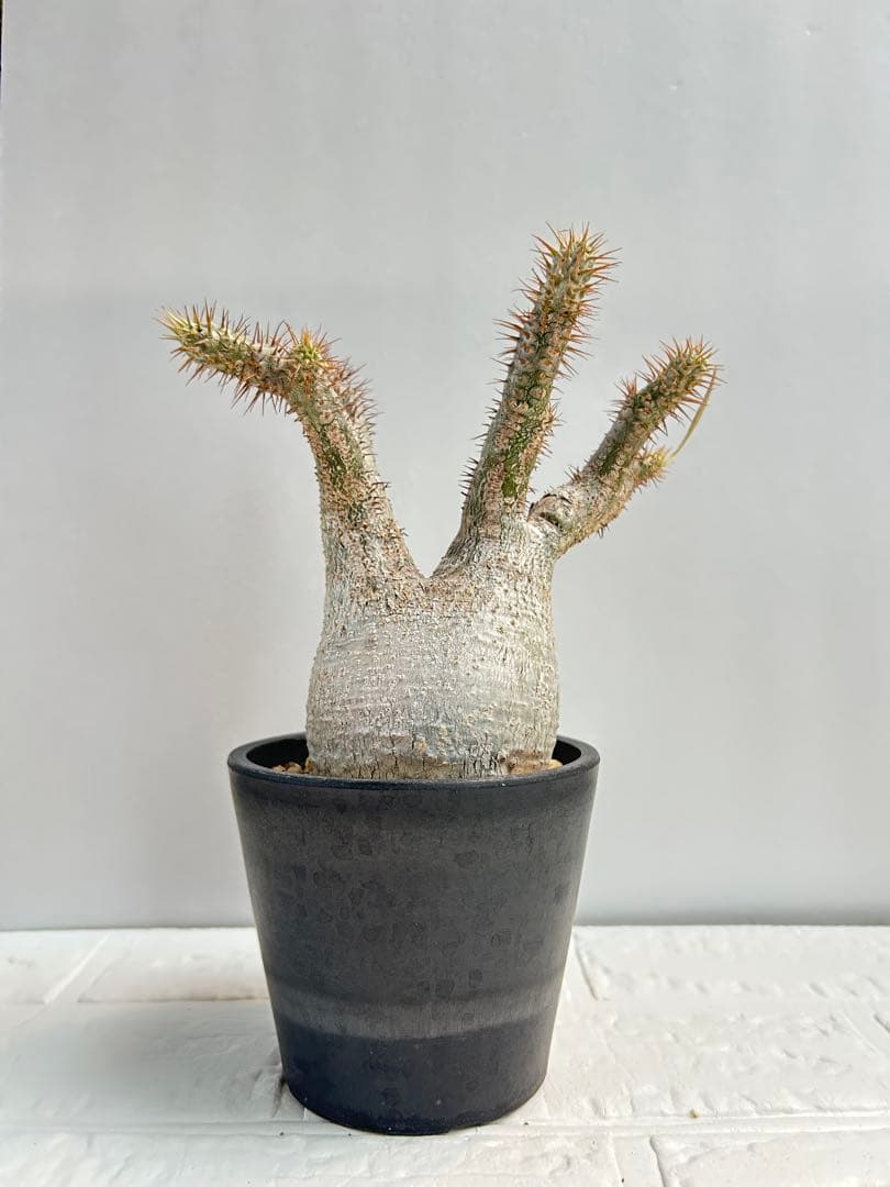 パキポディウム・グラキリス(現地球、発根済み)