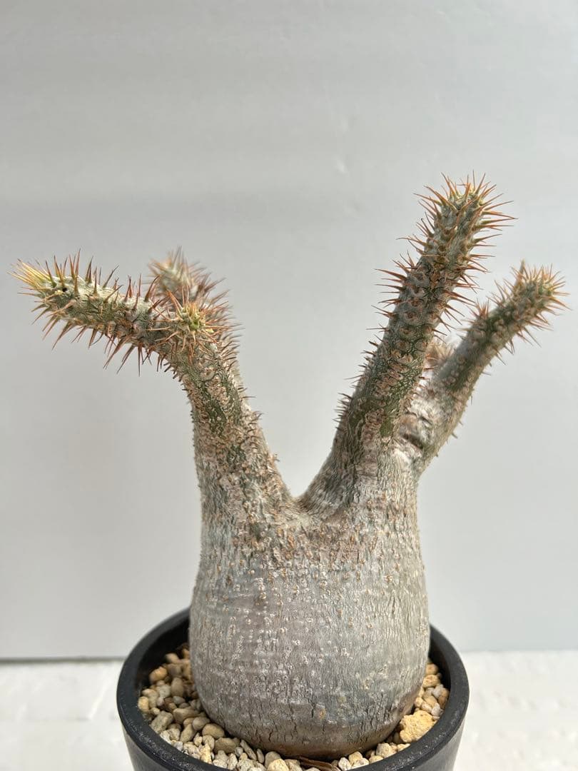 パキポディウム・グラキリス(現地球、発根済み)