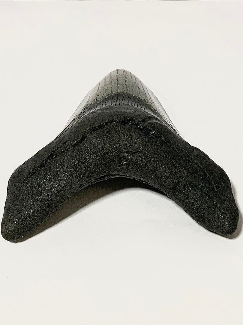 メガロドン　歯の化石　110㎜