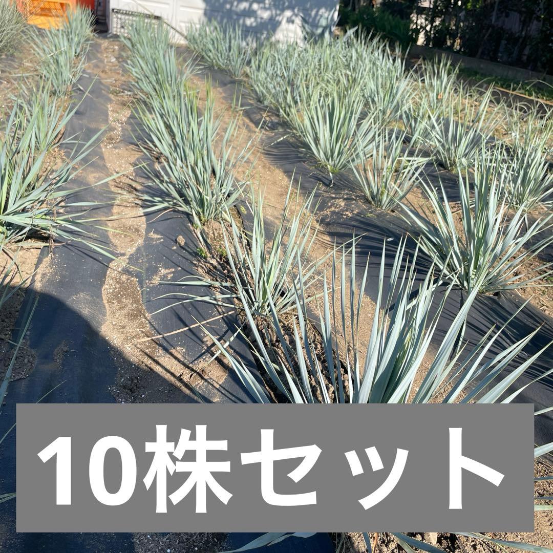 ユッカ ロストラータ　10株セット　1セット限定　シルバーリーフ