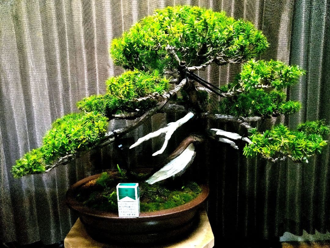 【大型　一位盆栽】真柏　　　　　⭕ド迫力❗希少価値品‼️