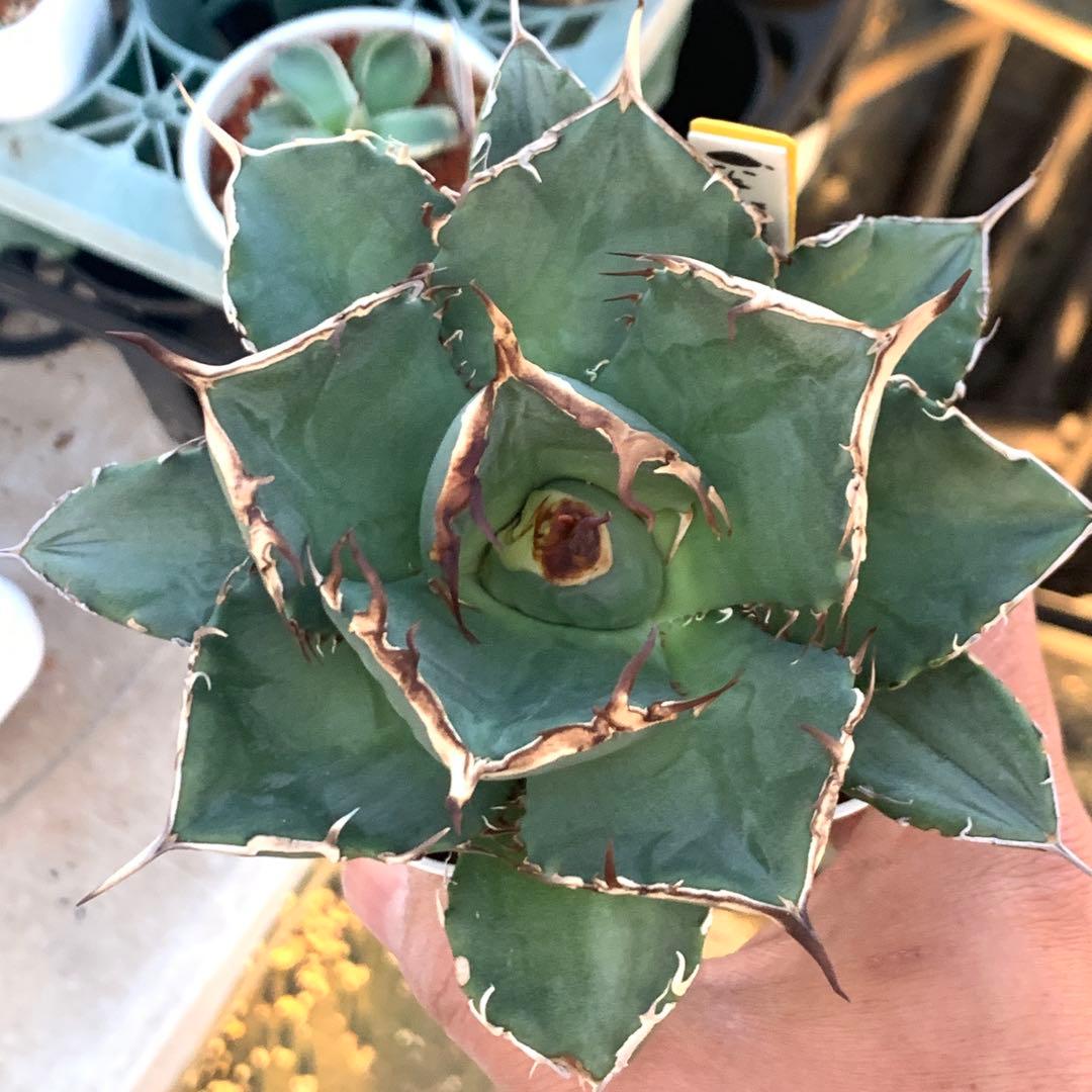 アガベ チタノタ ダイヤ ライト育成株