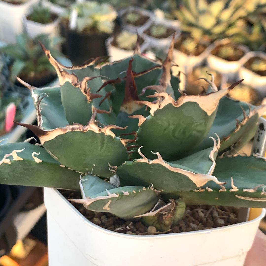 アガベ チタノタ ダイヤ ライト育成株