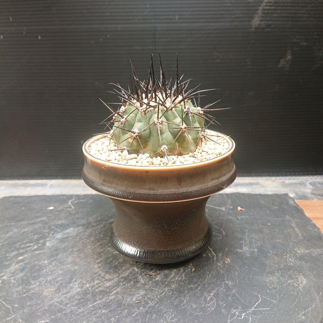 国王丸 コピアポア 【 強刺】 実生 陶器鉢付き