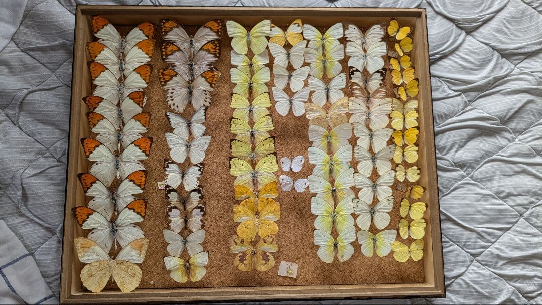 シロチョウ科　セット