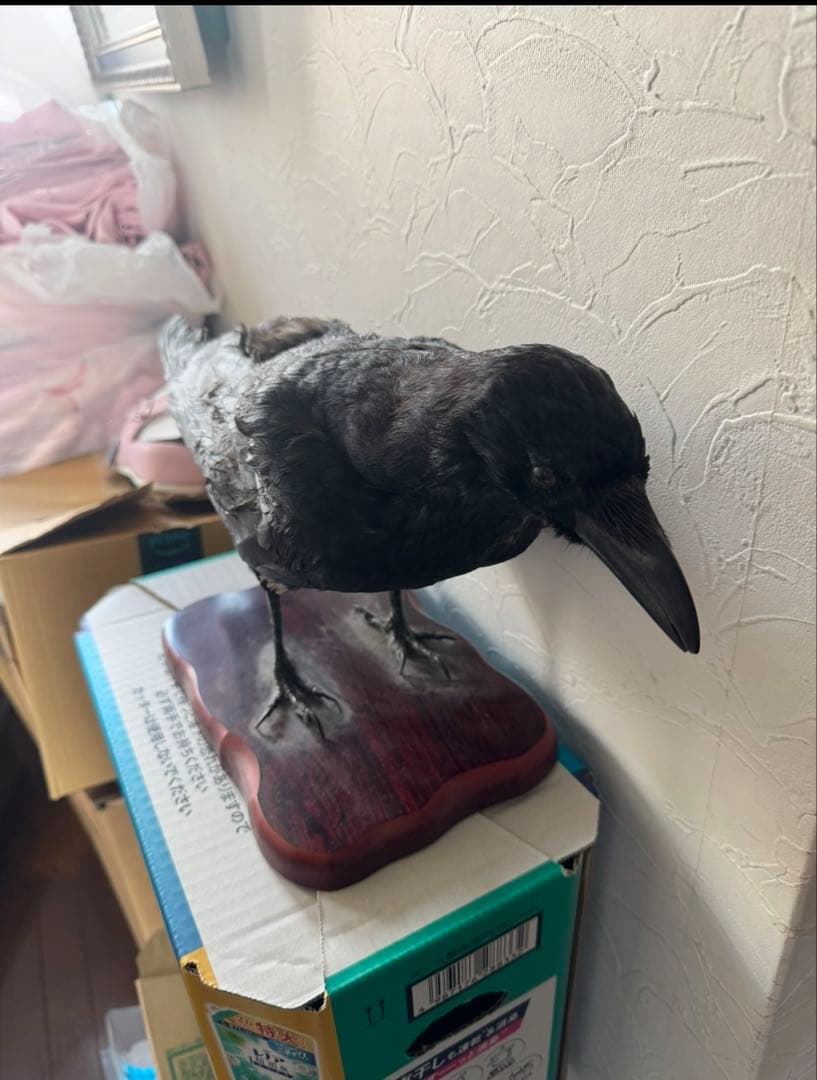 大熊氏作成品　烏の剥製　カラスの剥製