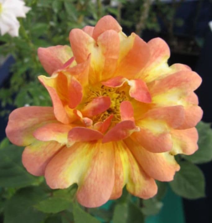 バラ苗(入手困難廃盤品種) 超激レア種 接ぎ木大苗 アール・デコ