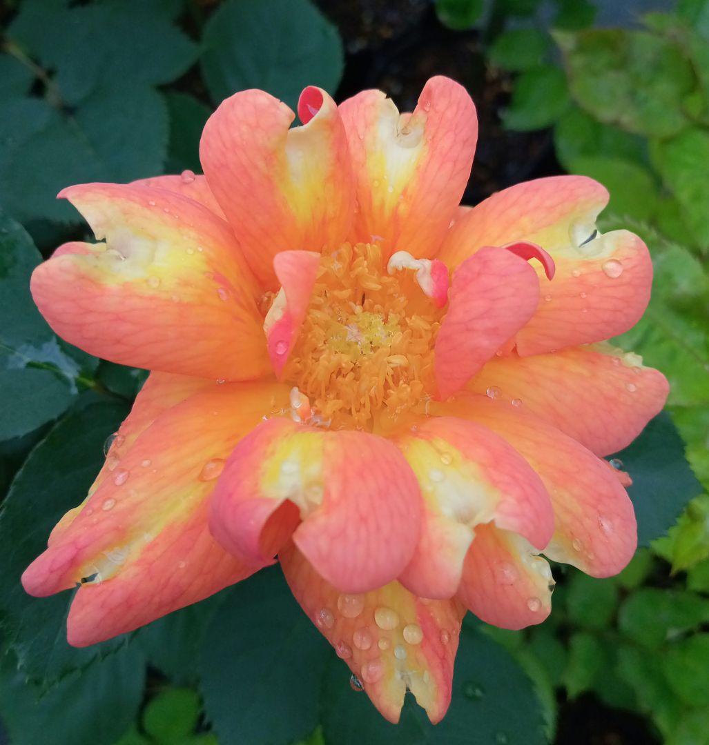 バラ苗(入手困難廃盤品種) 超激レア種 接ぎ木大苗 アール・デコ