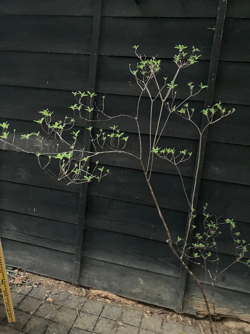 11 山採り　バイカツツジ