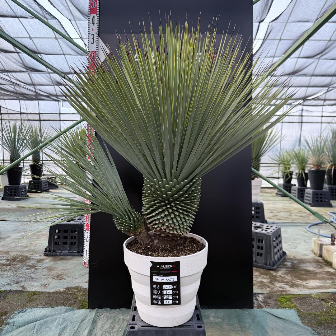 【AL-F1159】ユッカ　ロストラータ　超美形　ダブルヘッド