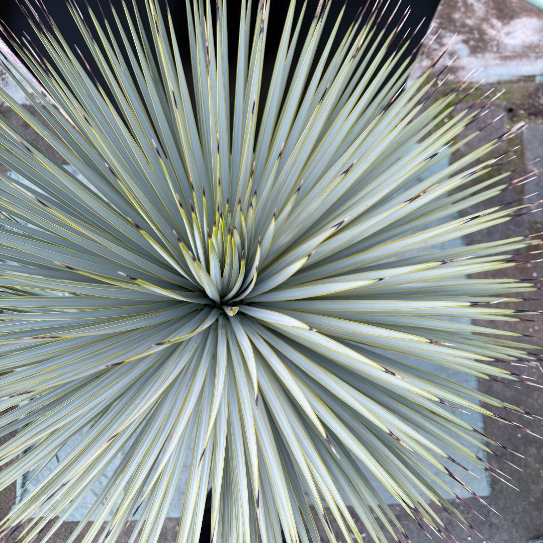 【AL-F1159】ユッカ　ロストラータ　超美形　ダブルヘッド