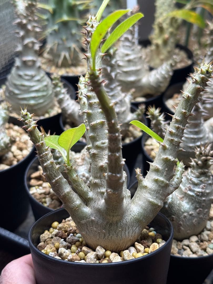 （多分岐株）パキポディウム　ウィンゾリー　国内実生