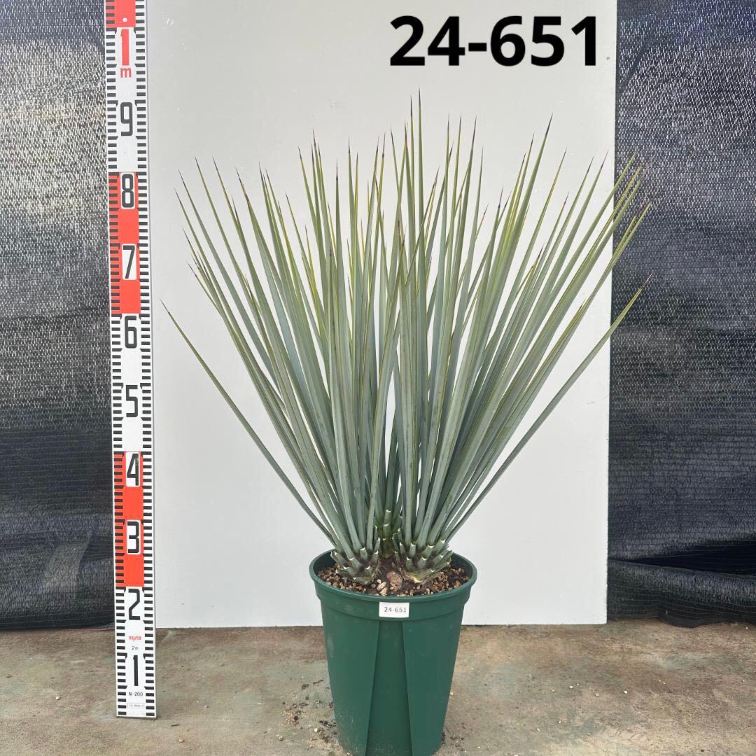 ユッカ　リギダ【24-651】3頭株