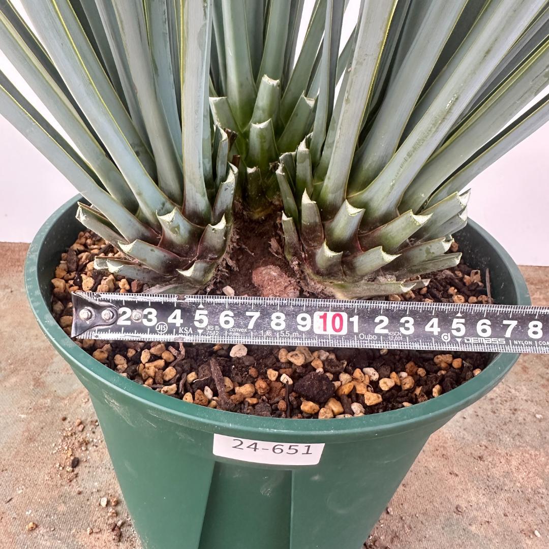 ユッカ　リギダ【24-651】3頭株