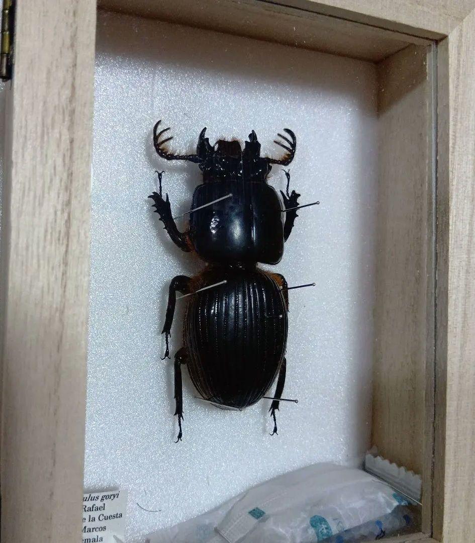 ゴーリーオバケクロツヤムシ76mm標本(ケース付き)