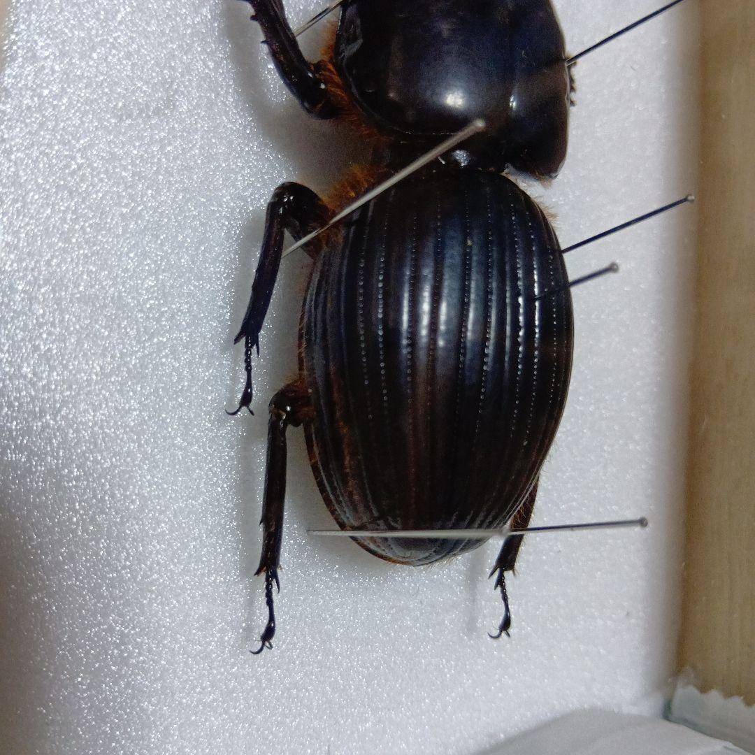 ゴーリーオバケクロツヤムシ76mm標本(ケース付き)