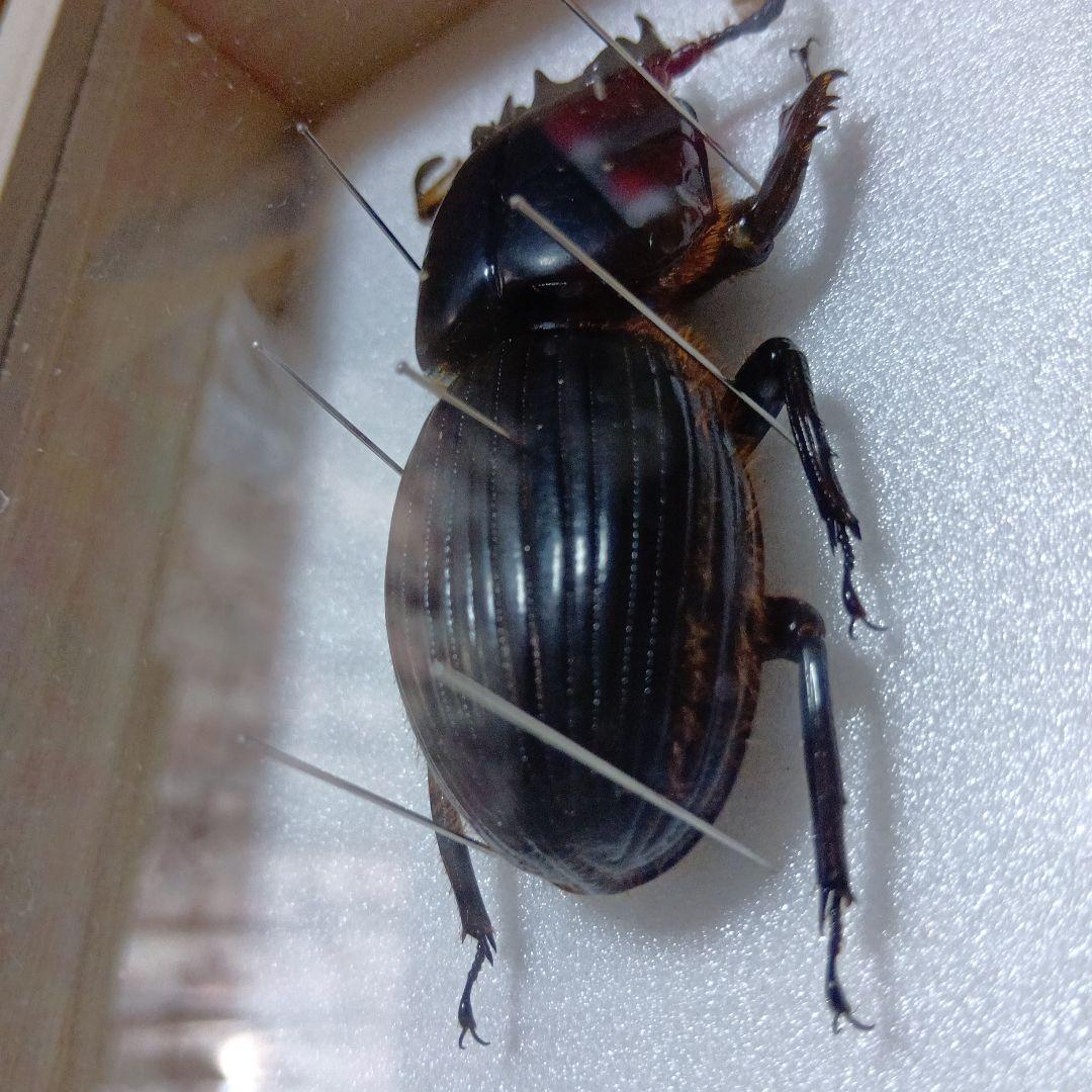 ゴーリーオバケクロツヤムシ76mm標本(ケース付き)