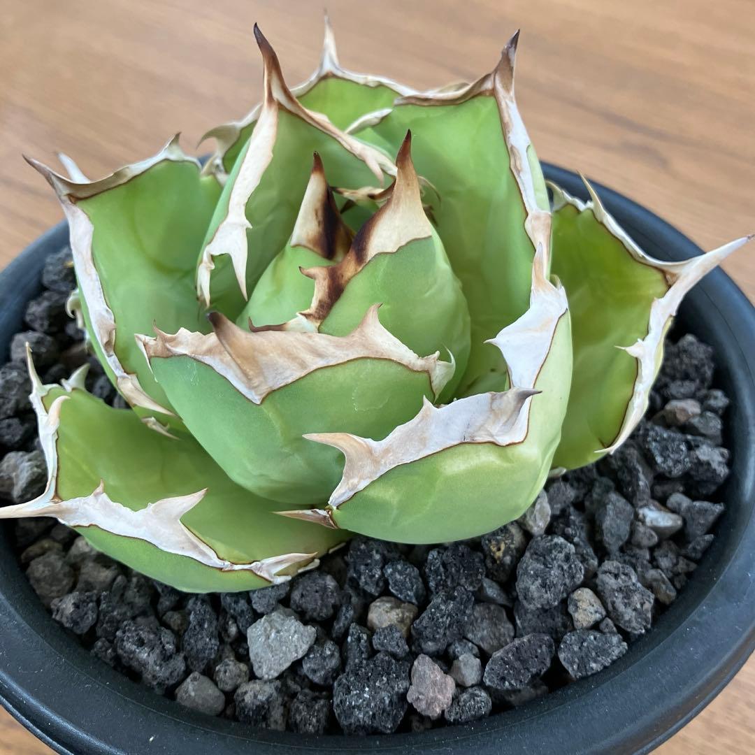 匿名配送【初売り】25 REZA産　特大　イラン　アガベ　Rose typeA