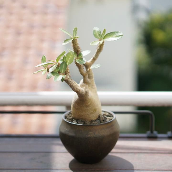 パキポディウムマカイエンセ　発根済　鉢ごと発送