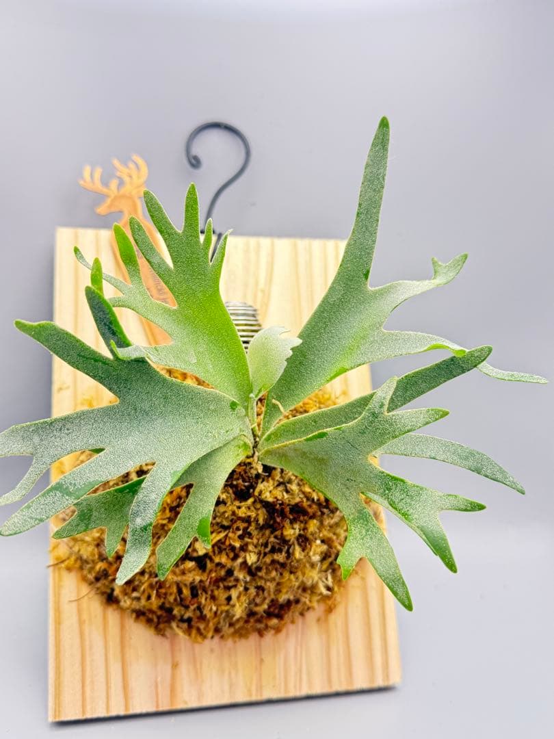 超極大サイズ　ビカクシダP.willinckii Jewel sporeling