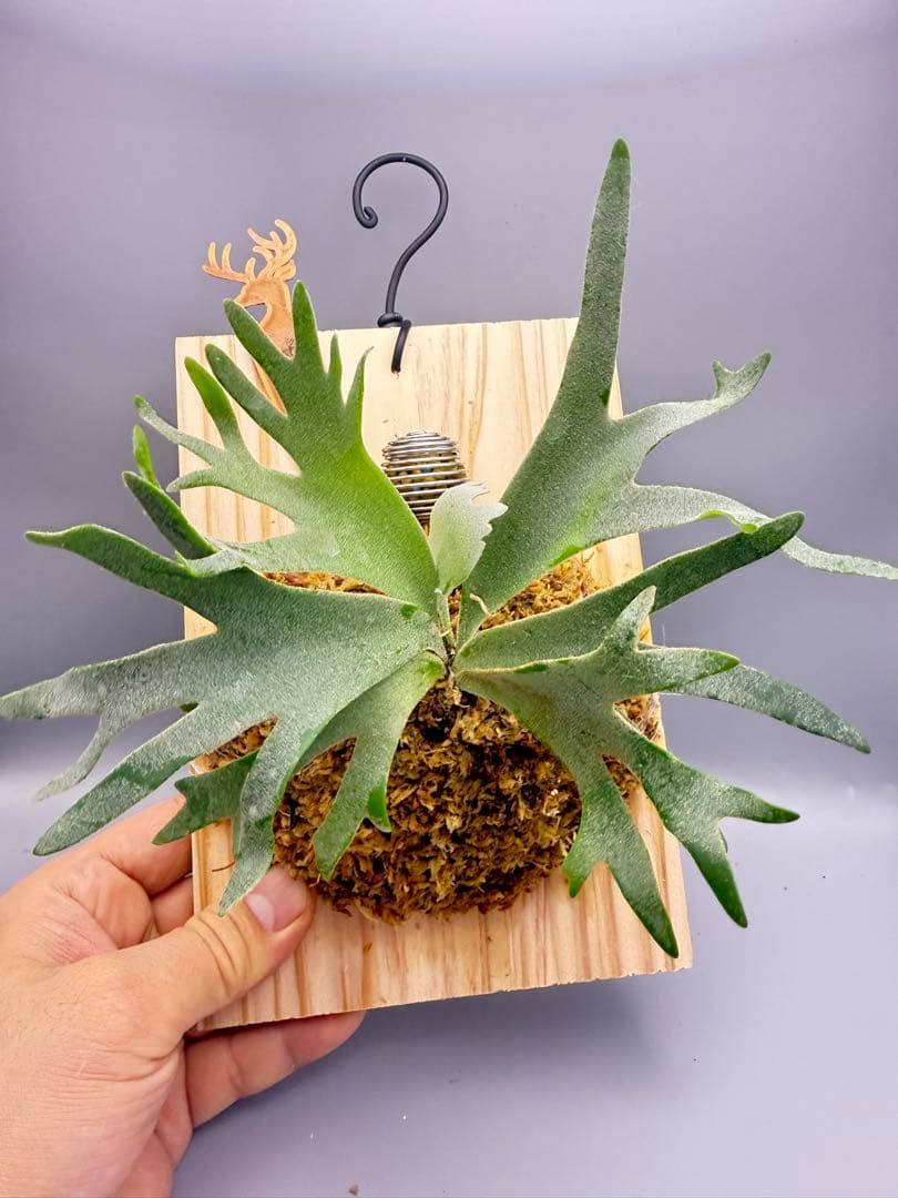 超極大サイズ　ビカクシダP.willinckii Jewel sporeling