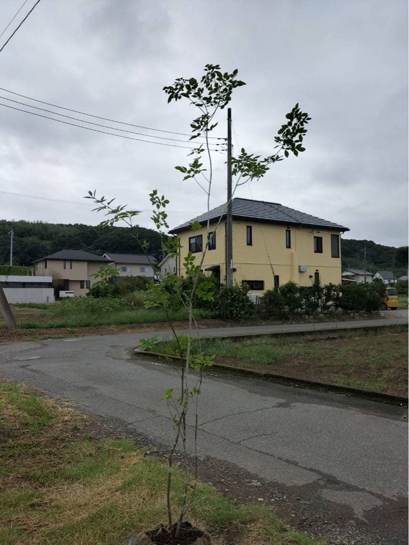 山採り アオダモ 株立ち 3本立ち 自然樹形