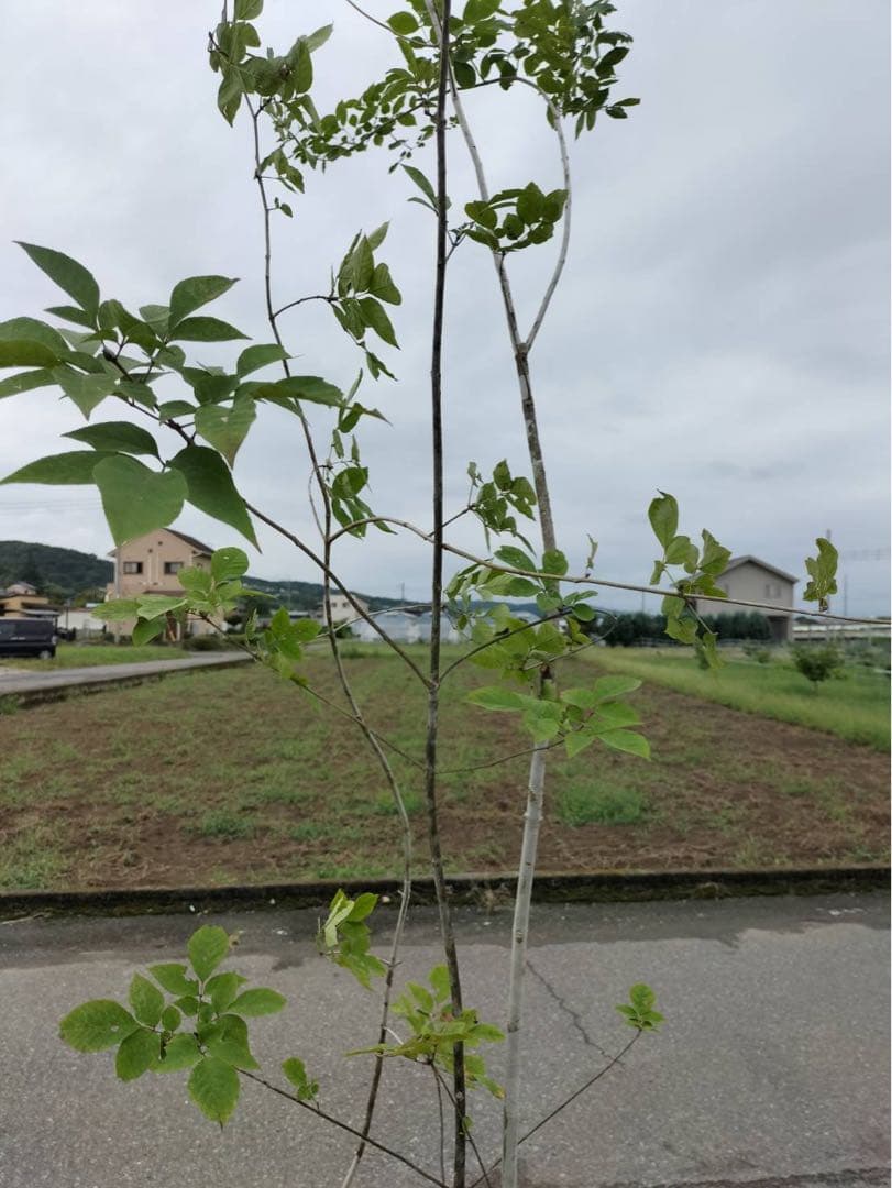 山採り アオダモ 株立ち 3本立ち 自然樹形