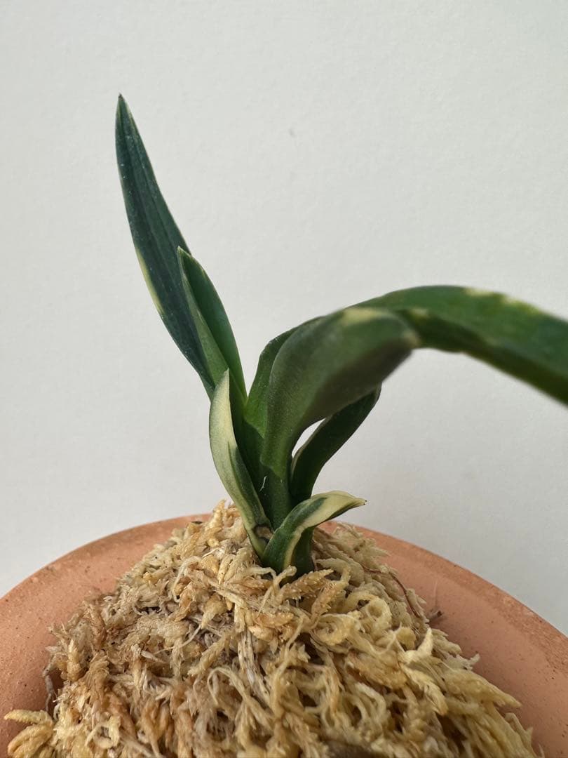 【 富貴蘭 】遊亀　268