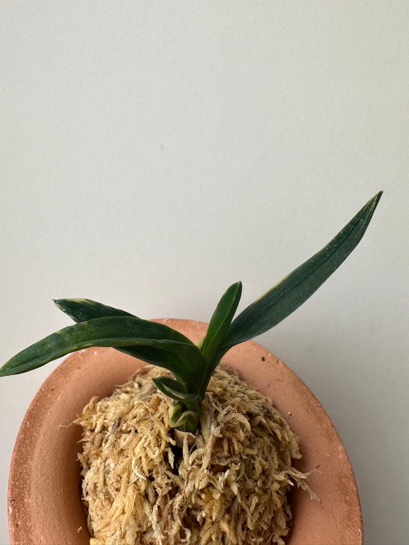 【 富貴蘭 】遊亀　268