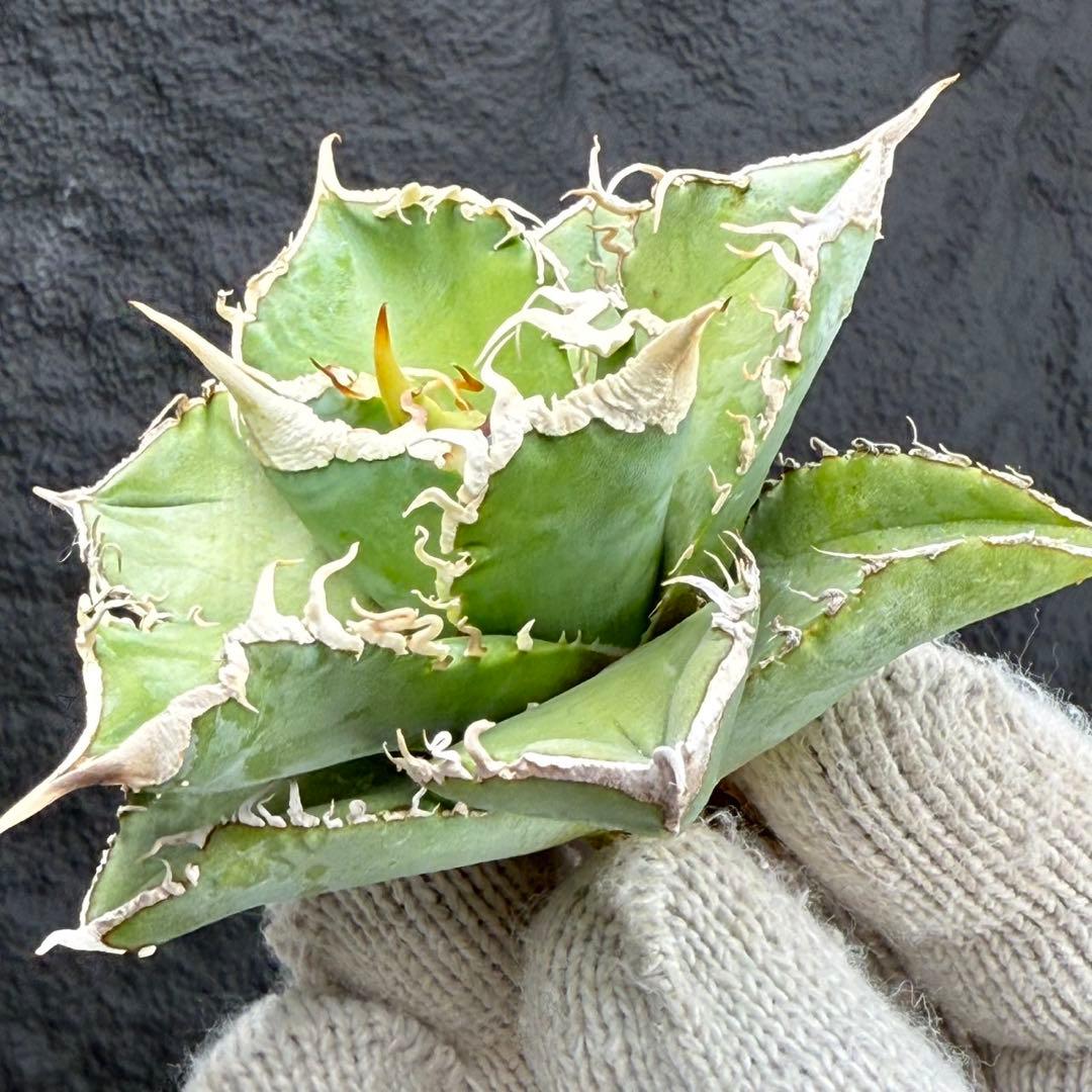 H*C様 【アガベ　チタノタ“台湾ホホジロザメ”】本物保証/極上LED育成株/G