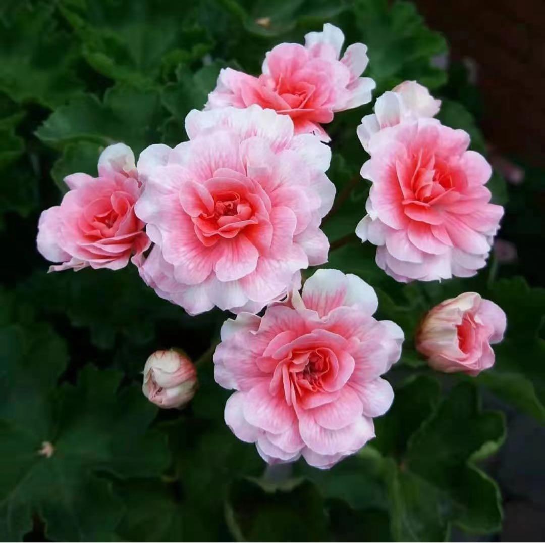 珍しいゼラニウム苗