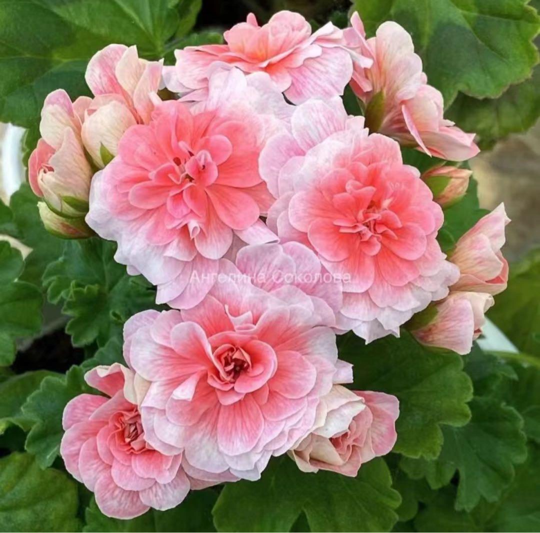 珍しいゼラニウム苗