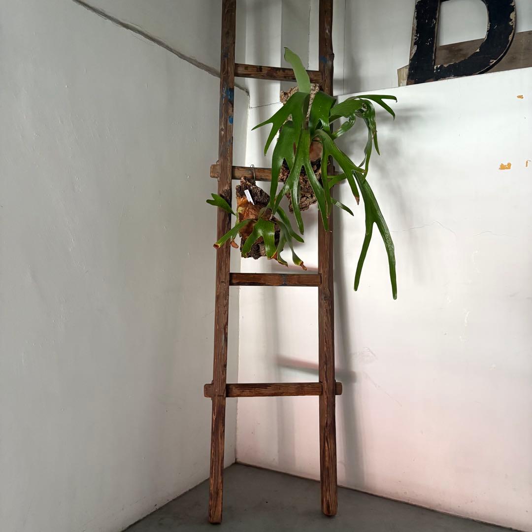 引き取り限定 昭和 レトロ 木製 古い長い梯子 ハシゴ グリーン ハンギング