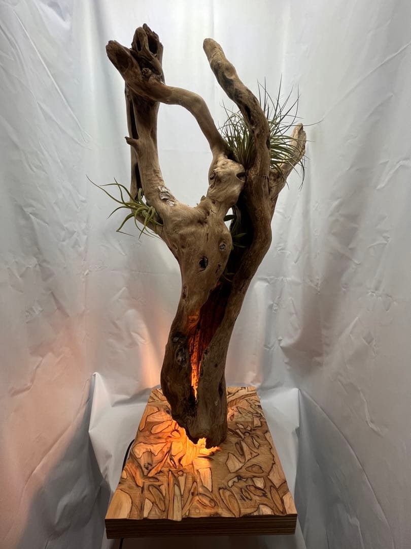 間接照明　植物　癒し