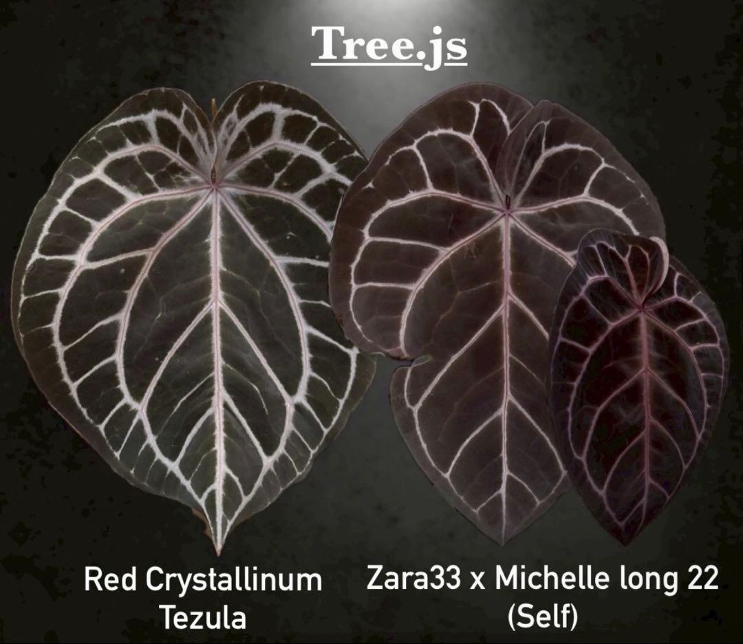 希少 アンスリウム 交配種