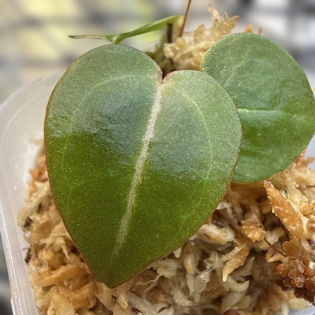 希少 アンスリウム 交配種