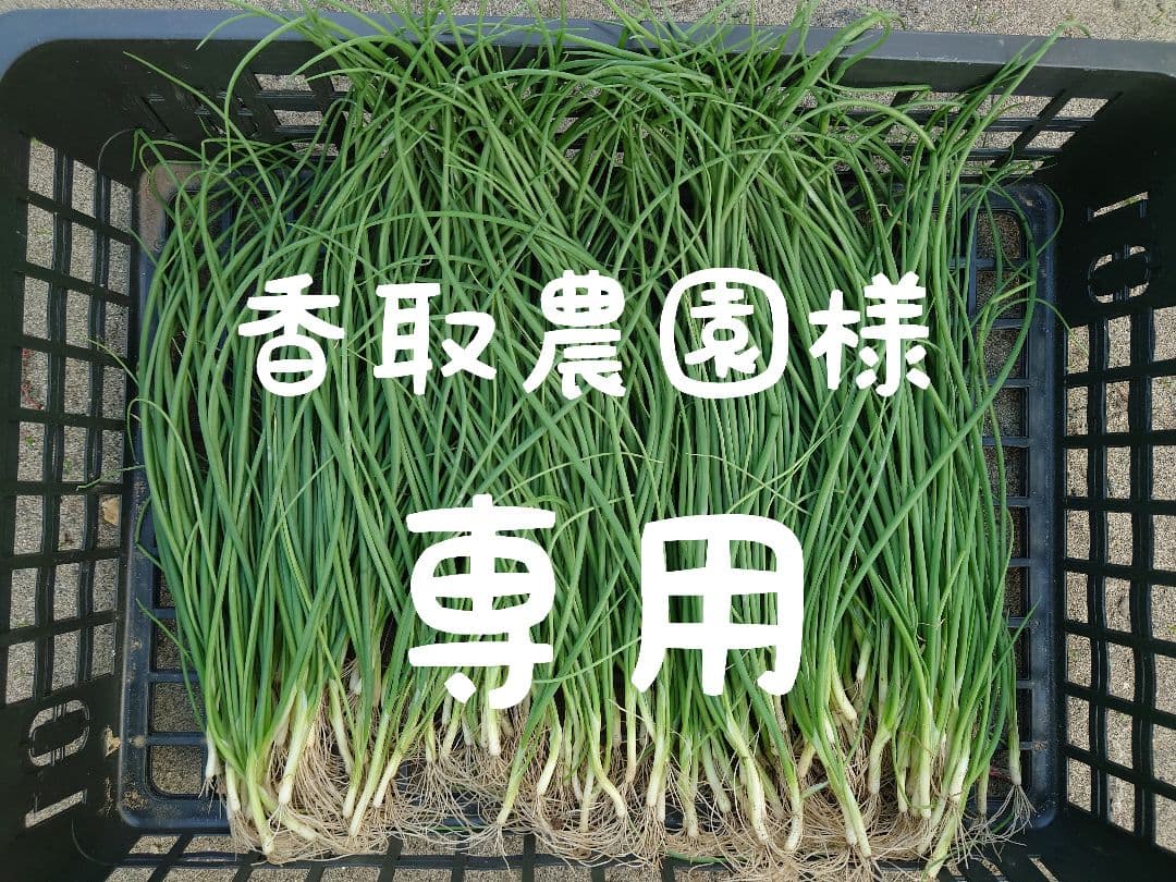 玉ねぎ苗⭕️レッドグラマー２５００本⭕️【野菜苗】【玉葱苗】