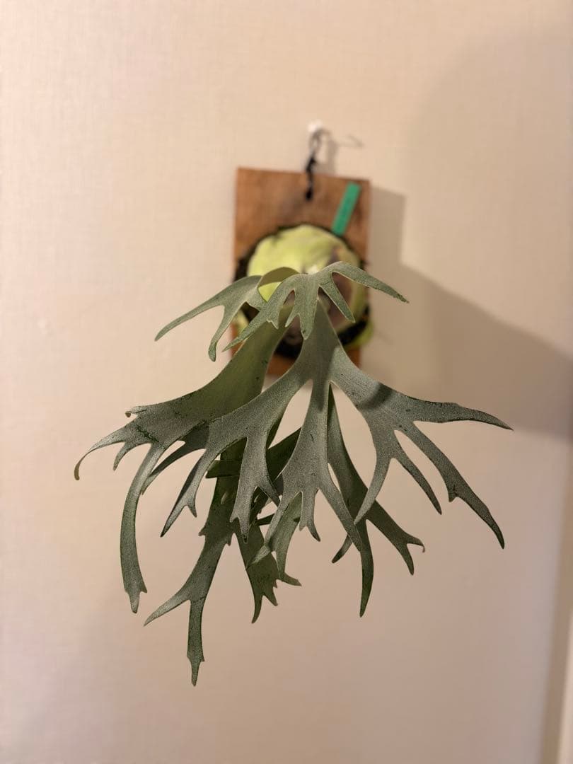 ビカクシダ 月光爪哇 ムーンライト Moonlight