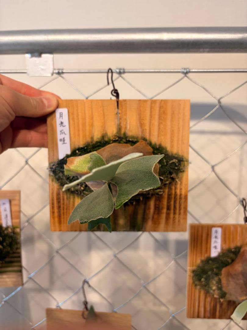 ビカクシダ 月光爪哇 ムーンライト Moonlight