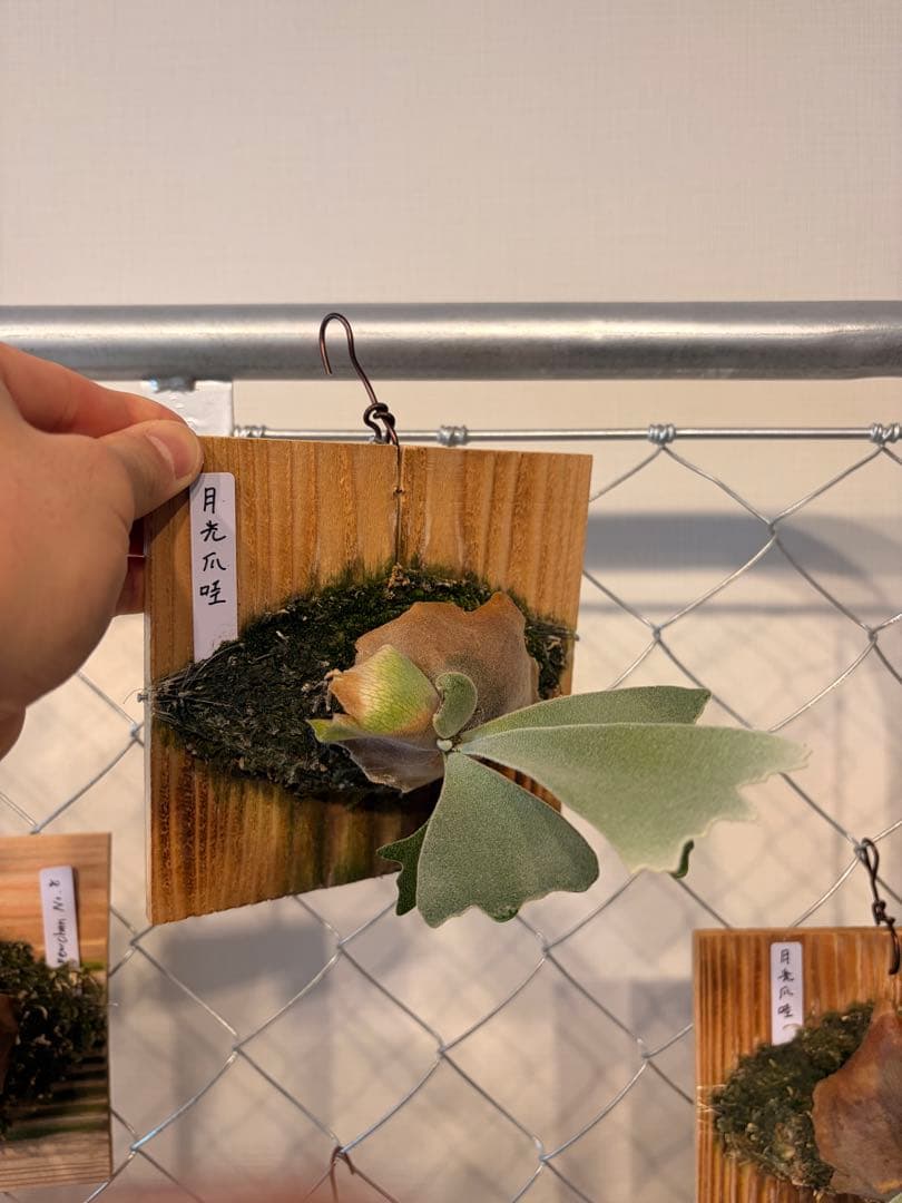 ビカクシダ 月光爪哇 ムーンライト Moonlight