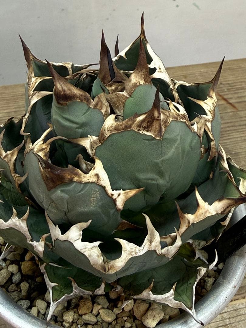 姫厳竜　【発根済】【m &m】【ボールタイプ】