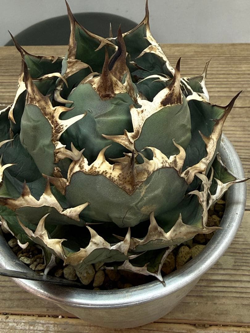 姫厳竜　【発根済】【m &m】【ボールタイプ】